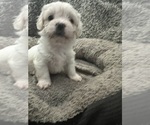 Small Photo #35 Zuchon Puppy For Sale in RENO, NV, USA