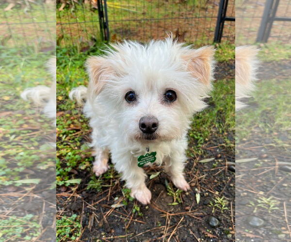 Medium Photo #4 Maltipoo (Toy) Puppy For Sale in Milwaukie, OR, USA