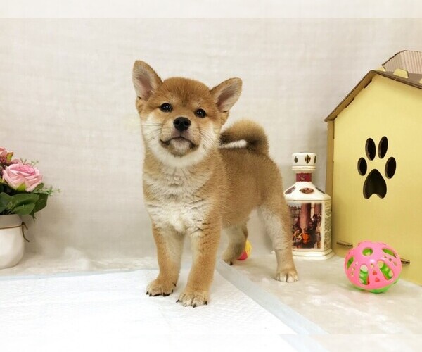 Medium Photo #3 Shiba Inu Puppy For Sale in NEW YORK, NY, USA