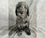 Puppy Basil Goldendoodle