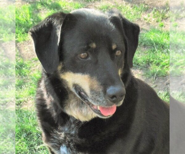Medium Photo #1 Labrottie Puppy For Sale in Godley, TX, USA