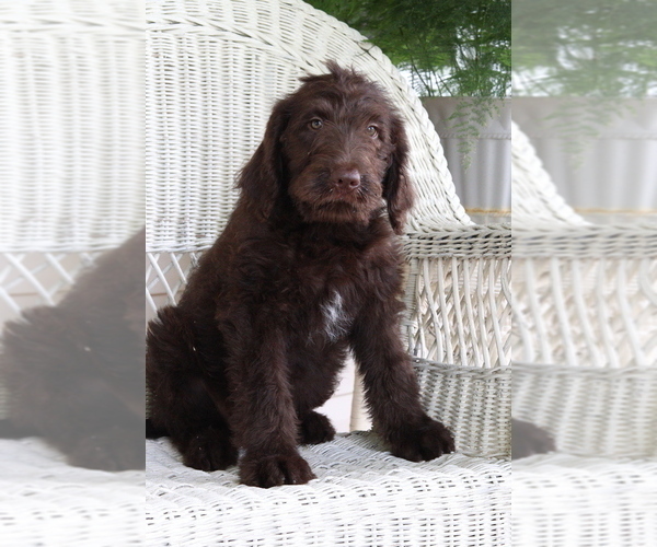 Medium Photo #3 Labradoodle Puppy For Sale in ROARING SPRING, PA, USA
