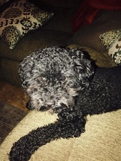 Poodle (Toy) Puppy for sale in ORANGE CITY, FL, USA