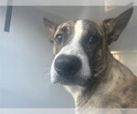Small German Shepherd Dog Mix