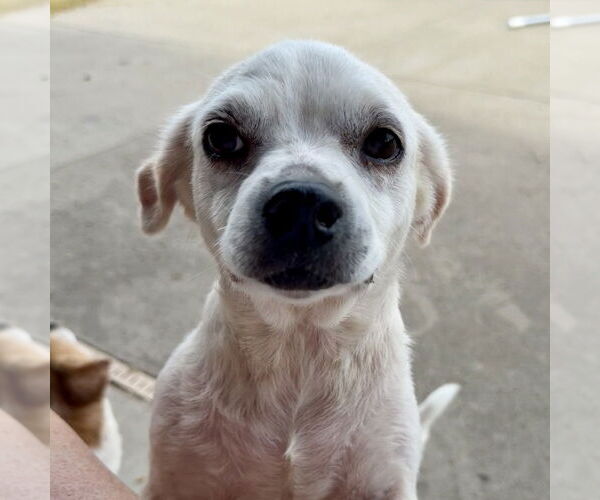 Medium Photo #9 Pug-Unknown Mix Puppy For Sale in Boonton, NJ, USA