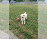 Small #1 Labradoodle