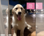 Small #5 Golden Retriever