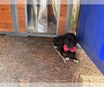 Puppy Lily Gollie