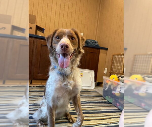 Medium Photo #1 Australian Shepherd-Brittany Mix Puppy For Sale in Curwensville, PA, USA