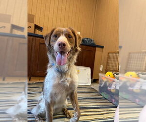 Australian Shepherd-Brittany Mix Dogs for adoption in Curwensville, PA, USA