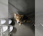 Small Australian Shepherd Mix