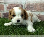 Small #1 Cavalier King Charles Spaniel