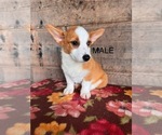 Small #4 Pembroke Welsh Corgi