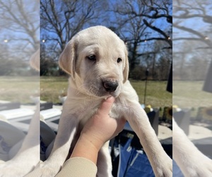 Labrador Retriever Puppy for Sale in ELON, North Carolina USA