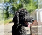 Small Photo #13 Goldendoodle Puppy For Sale in POWELL, TN, USA