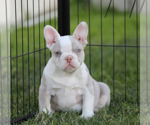 Medium Photo #1 French Bulldog Puppy For Sale in DENVER, CO, USA