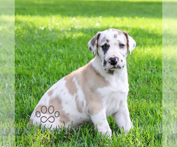 Medium Photo #5 Great Dane Puppy For Sale in LITITZ, PA, USA