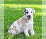 Small #4 Great Dane