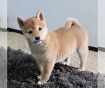 Small #16 Shiba Inu