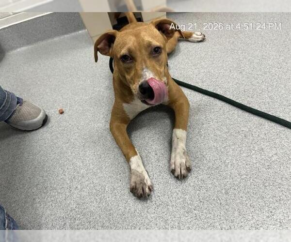 Medium Photo #1 American Pit Bull Terrier-Unknown Mix Puppy For Sale in Ocala, FL, USA