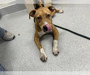 American Pit Bull Terrier-Unknown Mix Dogs for adoption in Ocala, FL, USA