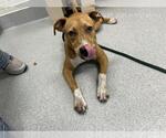 Small American Pit Bull Terrier Mix