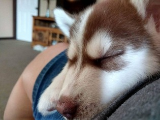 Siberian Husky Puppy for sale in KERRVILLE, TX, USA