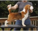 Small Photo #1 Beagle Puppy For Sale in MORRILL, KS, USA