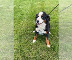 Mother of the Bernese Mountain Dog puppies born on 07/07/2025
