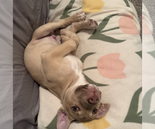 Medium Photo #13 Siberian Husky-Unknown Mix Puppy For Sale in Fargo, ND, USA