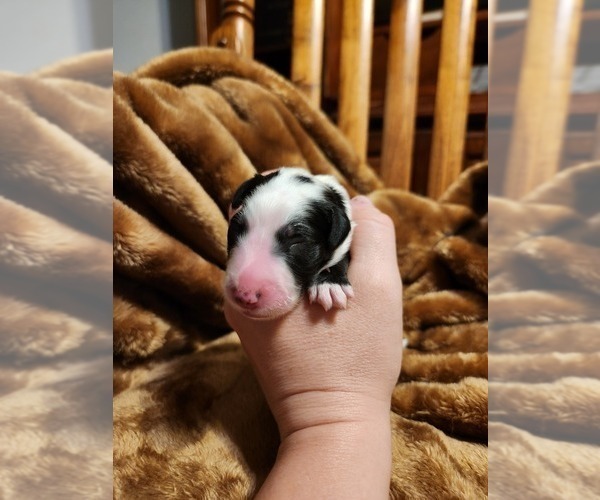 Medium Photo #112 Sheepadoodle Puppy For Sale in LEHI, UT, USA
