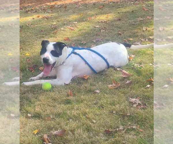 Medium Photo #5 Lab-Pointer Puppy For Sale in Kennesaw, GA, USA