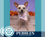 Small #5 Chihuahua Mix
