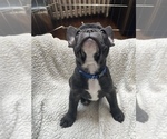 Small Photo #56 French Bulldog Puppy For Sale in NEWARK, NJ, USA