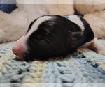 Small Photo #205 Border Collie Puppy For Sale in NORBORNE, MO, USA