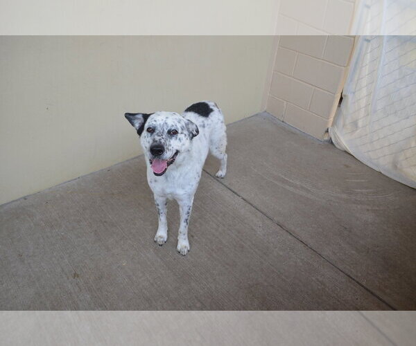 Medium Photo #2 Mutt Puppy For Sale in McKinney, TX, USA