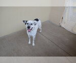 Small #1 Mutt
