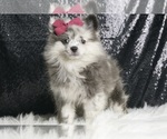 Puppy Miss Swirl AKC Pomeranian