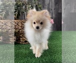 Small #3 Pomeranian