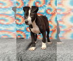 Small #3 American Pit Bull Terrier Mix