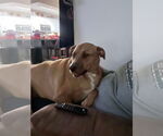 Small #1 Black Mouth Cur Mix