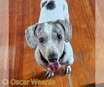 Small #4 Dachshund