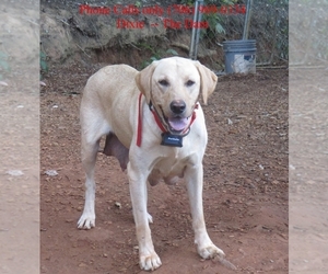 Labrador Retriever Litter for sale in CLEVELAND, GA, USA