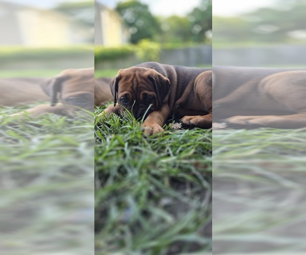 Medium Photo #5 Cane Corso-Doberman Pinscher Mix Puppy For Sale in NORFOLK, VA, USA