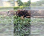 Small #4 Cane Corso-Doberman Pinscher Mix