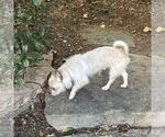 Small #1 Mutt