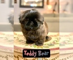 Small Photo #4 Shih Tzu Puppy For Sale in SUGAR HILL, GA, USA