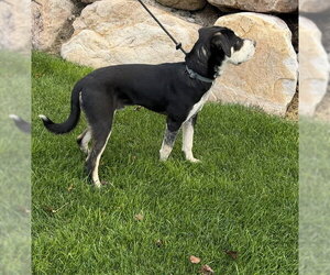 Bonzai - Male Mutt Dog for Adoption - Photo #7