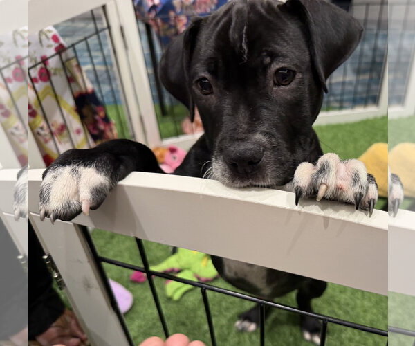 Medium Photo #3 Mutt Puppy For Sale in Sanford, FL, USA