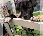 Small #2 Mutt